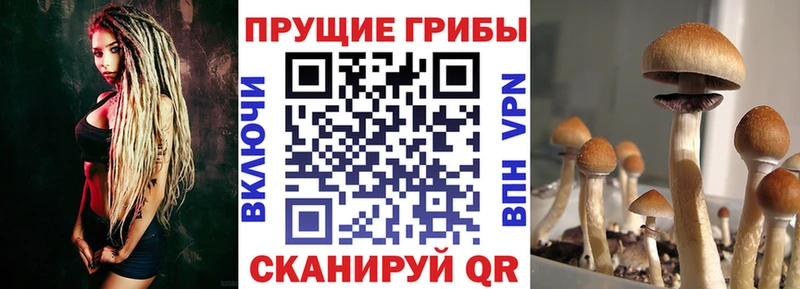мориарти Telegram  наркошоп  omg как зайти  Орск  Галлюциногенные грибы GOLDEN TEACHER 